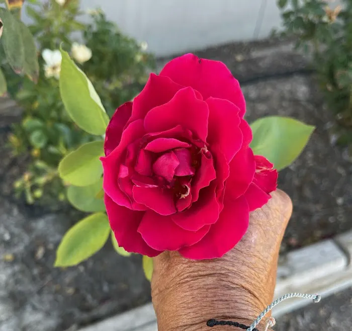 The Texas Rose RV Park 8