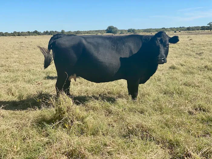 Flying Cow Ranch 1
