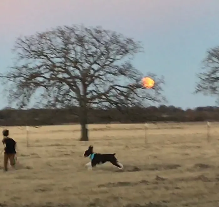 Flying Cow Ranch 8