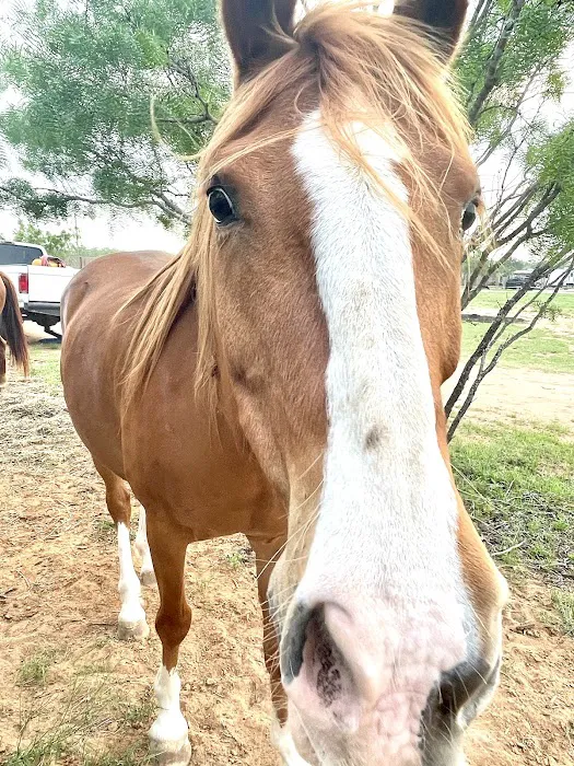 LaRock RV & Horse Camp 6