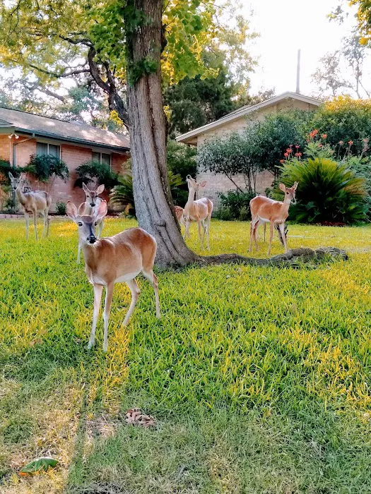 San Pedro Mobile Home Park 4