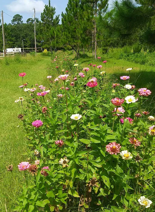 Alabama Coast Campground 6