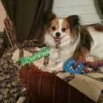 Foothills Mobile Home Ranch