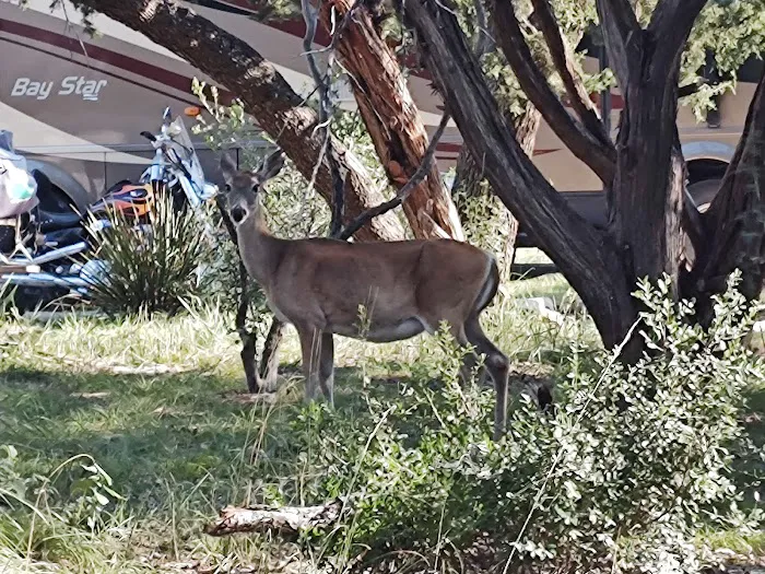 Thousand Trails Medina Lake (RV Campground) 3