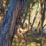 Sereno Medina RV Park