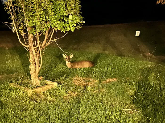 Buffalo Gap RV Park 4