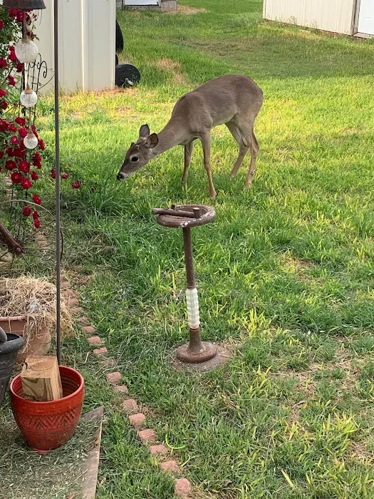 Buffalo Gap RV Park 8