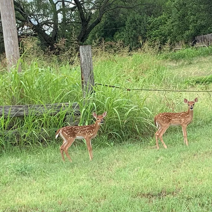 Buffalo Gap RV Park 10