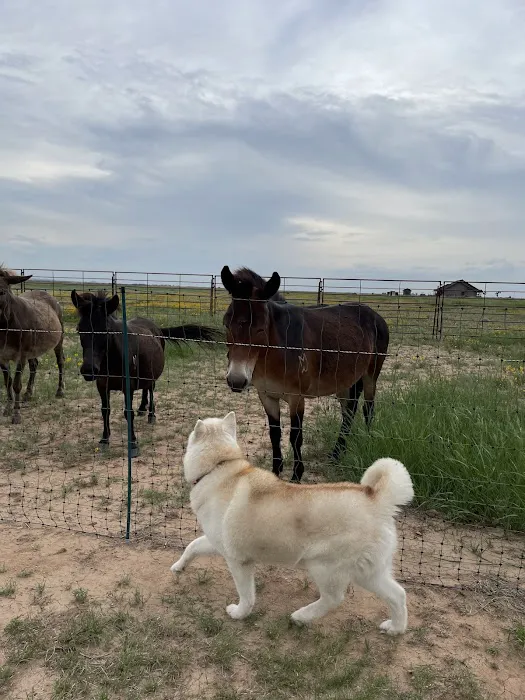 Chaos Ranch 2