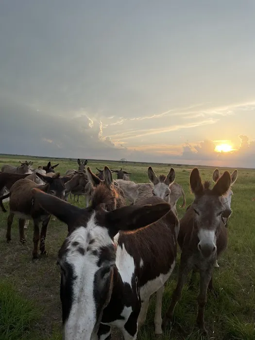 Chaos Ranch 3