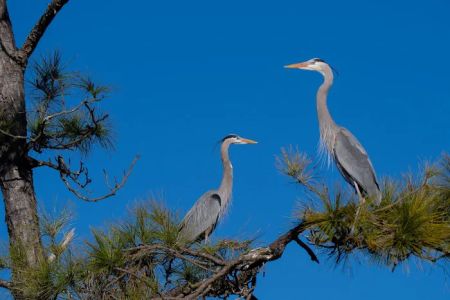 Fort Pickens Area of Gulf Island National Seashore