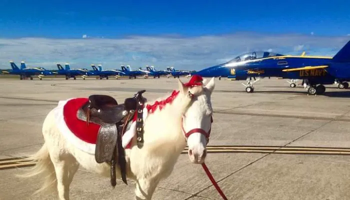 Five Flags Ranch at Pony Land and Motorhome RV Spaces 3