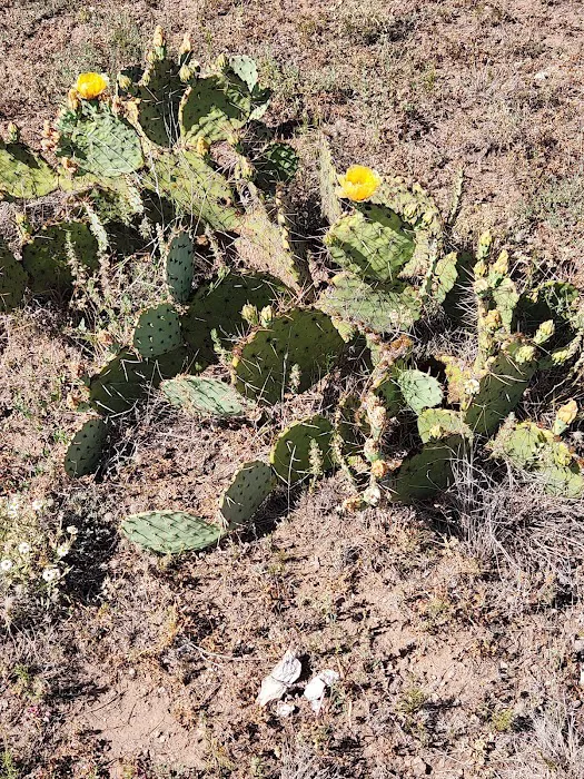 Red Arroyo Campground 5