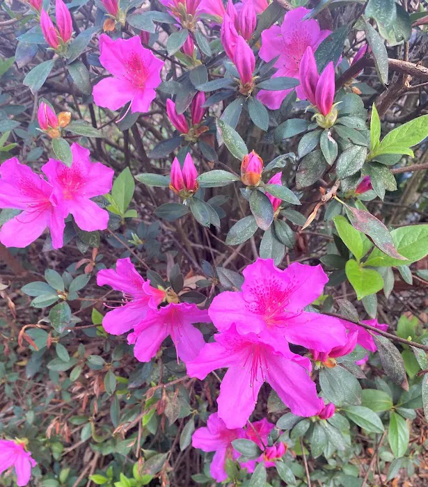 Tanglewood Gardens RV Park 4