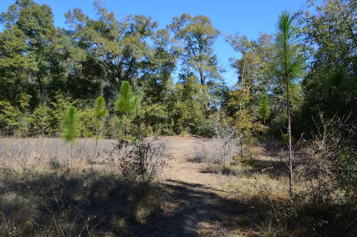 Mystic Springs Free Campground 4