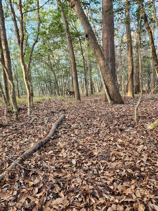 Bluff Springs Recreation Area 4