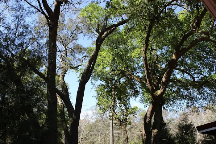 Wandering Oaks RV Park 7