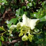 Longleaf Campsite at Walsingham Campgrounds