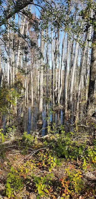 Longleaf Campsite at Walsingham Campgrounds 2