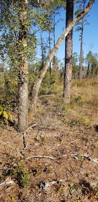 Longleaf Campsite at Walsingham Campgrounds 3