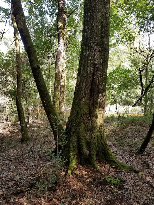 Longleaf Campsite at Walsingham Campgrounds 5