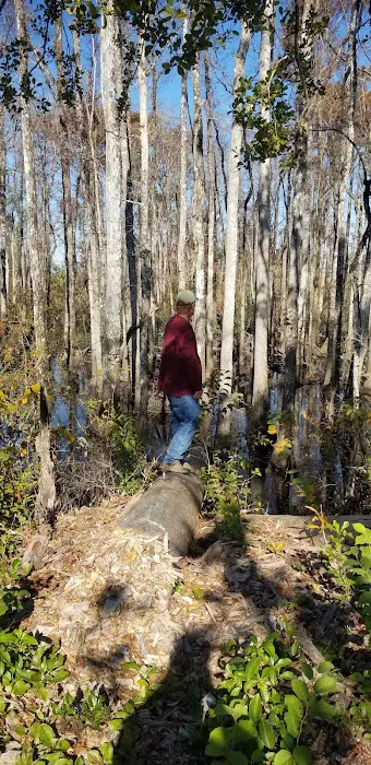 Longleaf Campsite at Walsingham Campgrounds 7