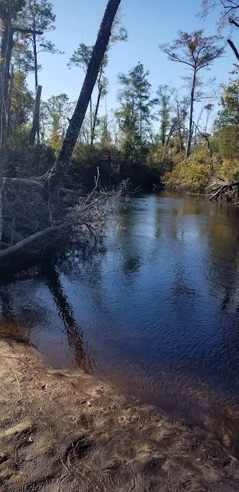 Longleaf Campsite at Walsingham Campgrounds 8