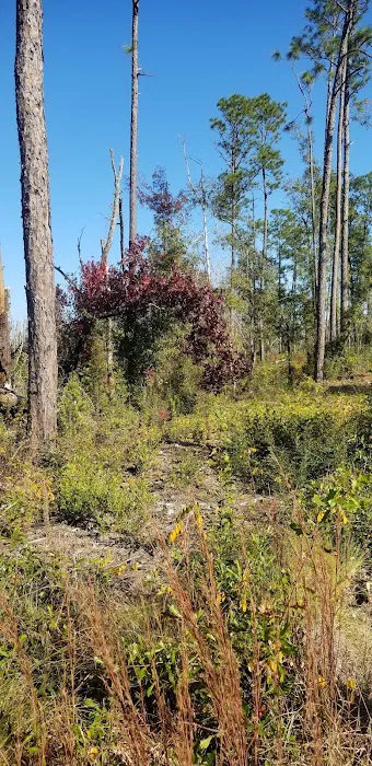 Longleaf Campsite at Walsingham Campgrounds 10