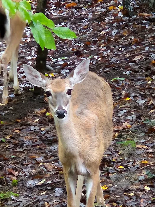 Kelly Creek RV Park 4