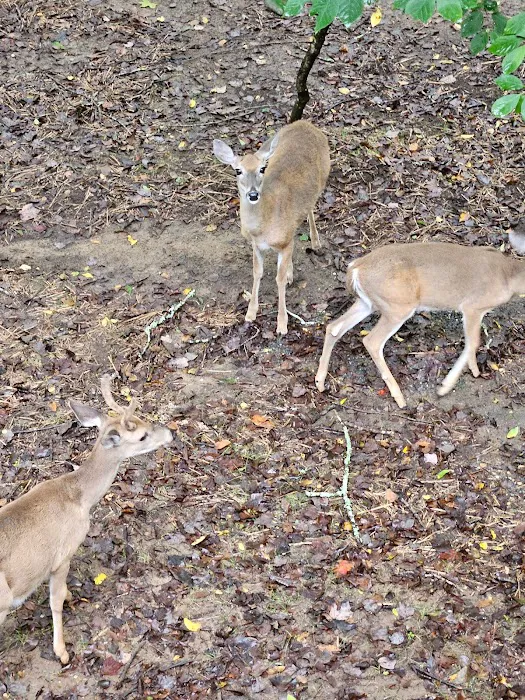 Kelly Creek RV Park 10