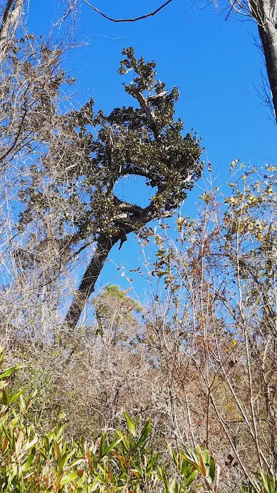Bluff Rock 5