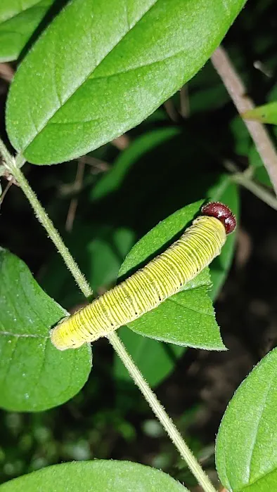 Cotton Landing 10
