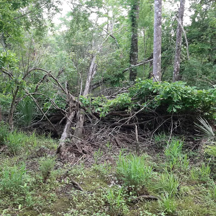 Piney Creek Landing Campground 8