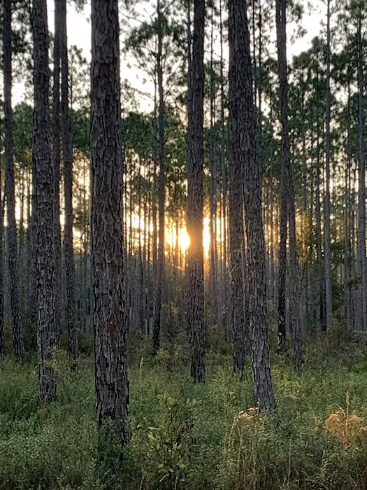 Womack Creek Campground 2