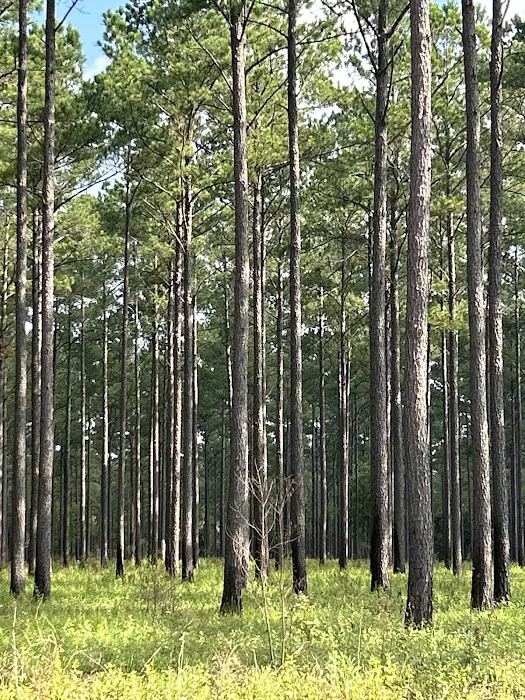 Cedar Grove Campground 7
