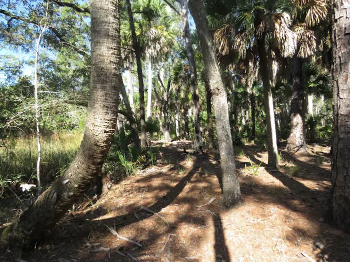 Pinhook River Campsite 2