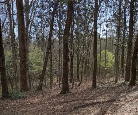 Tuskegee National Forest Campsite #1