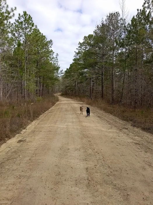 Tuskegee National Forest Campsite #1 4