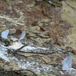 Tuskegee National Forest Campsite #11