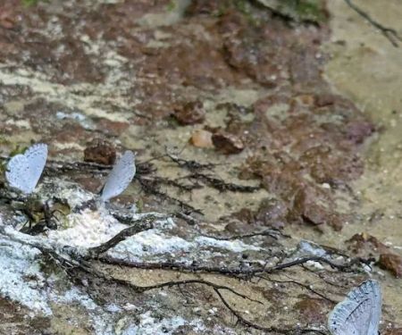 Tuskegee National Forest Campsite #11