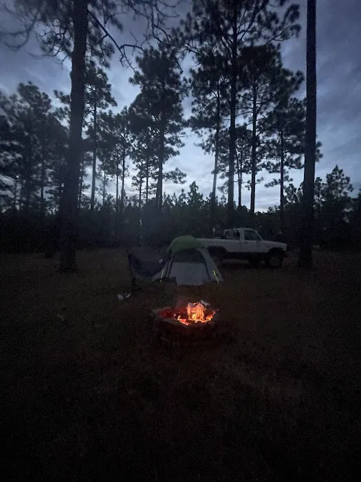 Tuskegee National Forest Campsite #11 4
