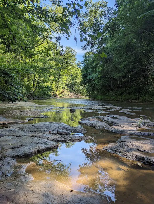 Tuskegee National Forest Campsite #11 5