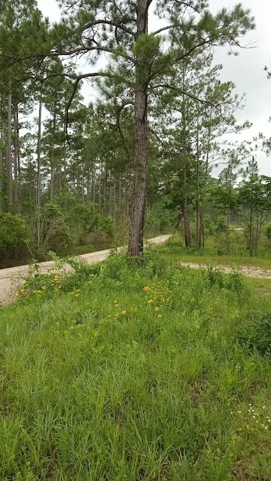 Tuskegee NF Tent Site #6 2