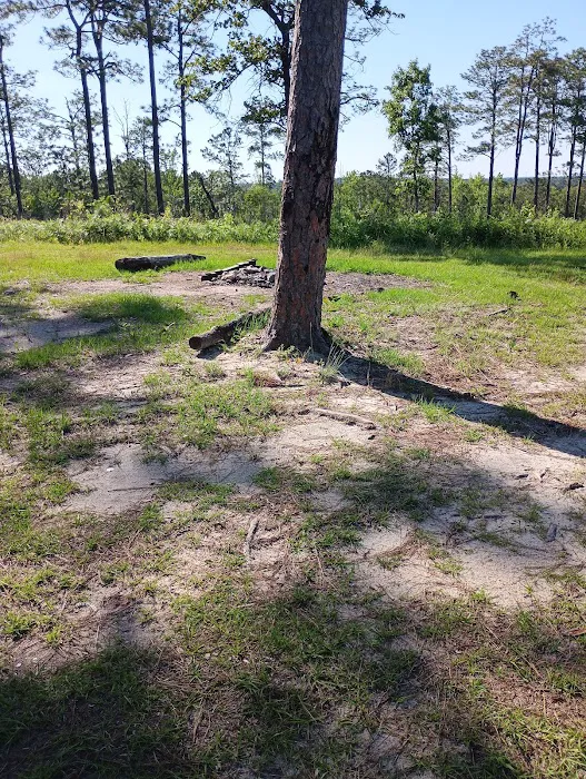Tuskegee National Forest Campsite #10 1