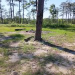 Tuskegee National Forest Campsite #10
