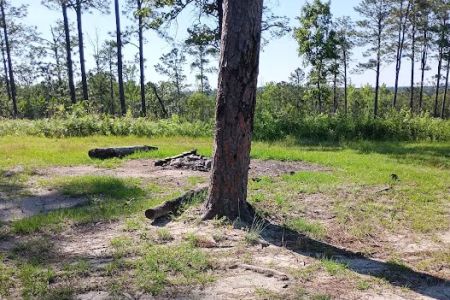 Tuskegee National Forest Campsite #10