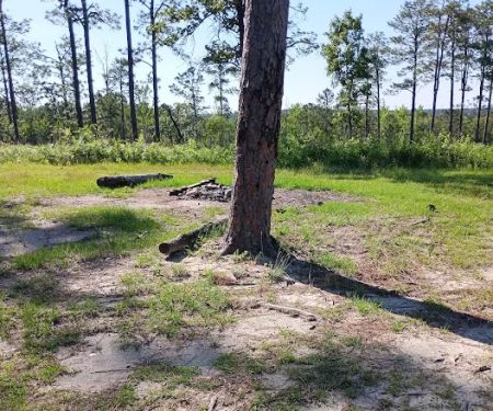 Tuskegee National Forest Campsite #10