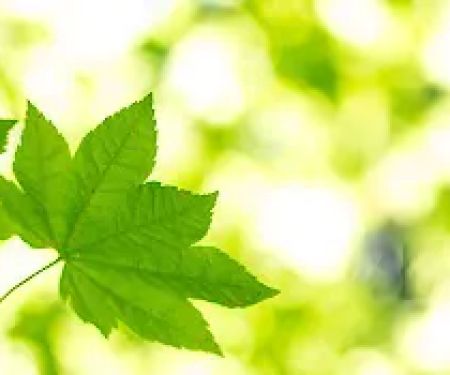 Barronu2019s Trailer Park