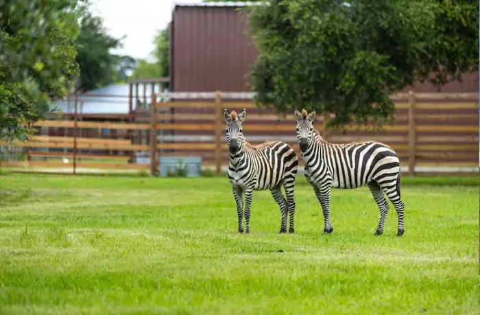 Wild Adventures Safari Campground 1