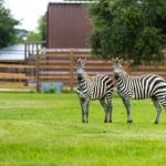Wild Adventures Safari Campground